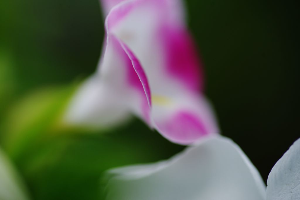 虫時雨　花？？？