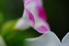 虫時雨　花？？？