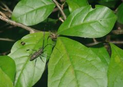 蝉時雨　カミキリムシ　Ⅱ
