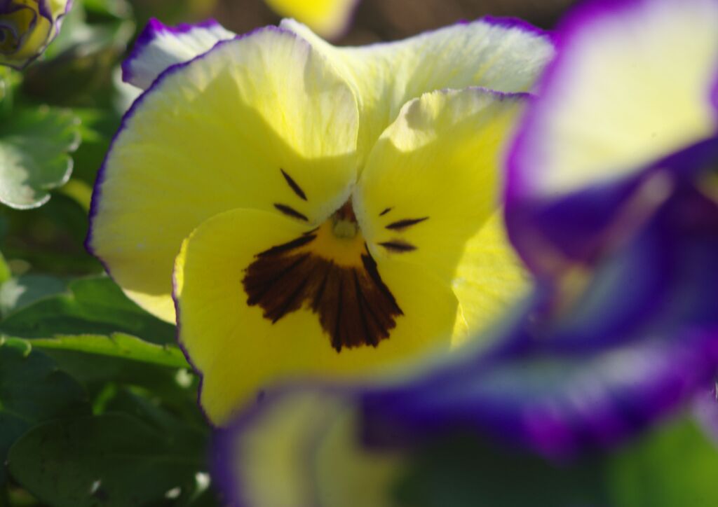 燐春　パンジー　Ⅱ