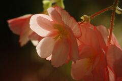 白露　花の名？