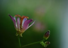 行秋　ホトトギス　Ⅱ