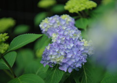 立夏　紫陽花