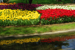 春を探して　チュウリップ　Ⅱ