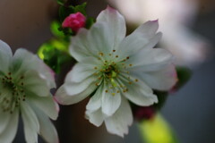 行秋　ジュウガツザクラ