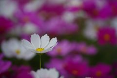 行秋　コスモス