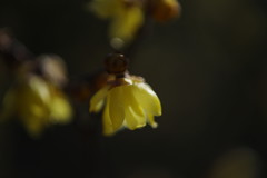 仲春　ロウバイ　Ⅱ