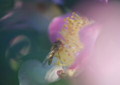 小春　サザンカ