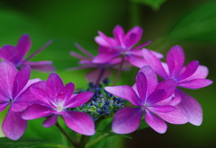 アジサイ祭り　Ⅱ