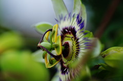 初夏を探して　トケイソウ