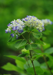 春色　アジサイ　Ⅱ