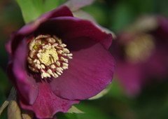 仲春　クリスマスローズ　Ⅱ