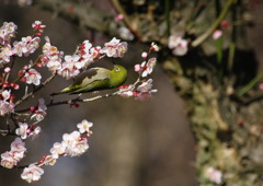 野鳥を探して　メジロ　Ⅳ