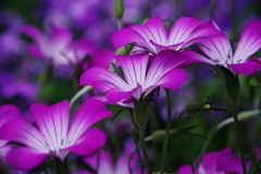 中春　花の名？　Ⅱ