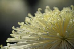 菊花展にて　Ⅱ