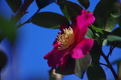 向春　ツバキ　Ⅱ