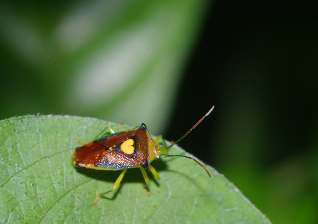 仲夏　エサキモンキツノカメムシ 