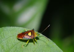仲夏　エサキモンキツノカメムシ 