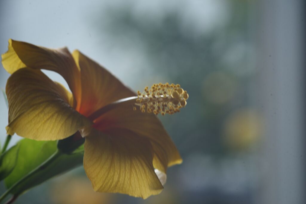 我が家のハイビスカス