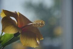 我が家のハイビスカス