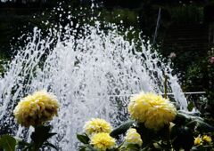 蝉鳴く　町田ダリア園