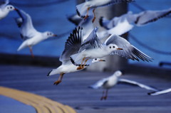 旅写真　カモメ