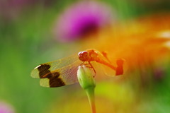 虫達を追って　ミヤマアカネ　Ⅱ