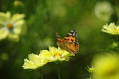 行秋　ツマグロヒョウモン　Ⅱ