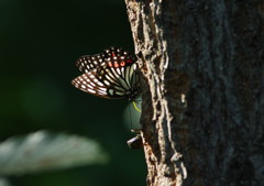 小さな虫達　アカボシゴマダラ　Ⅳ
