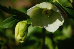 春燐　クリスマスローズ