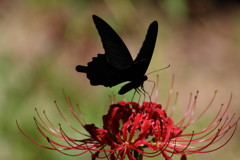 虫達を追って　クロアゲハ