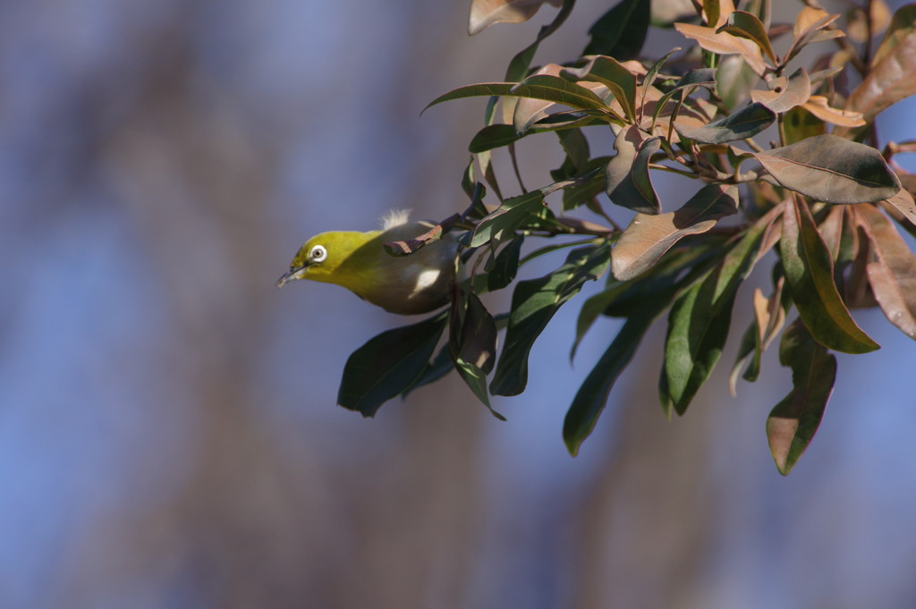 野鳥を追って　メジロ