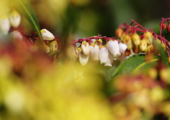 春を探して　アセビ
