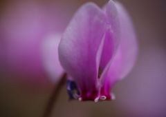 行秋　原種シクラメン？　Ⅱ