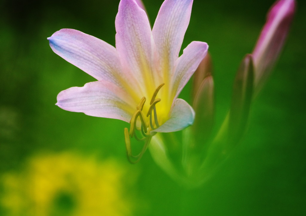 初夏を探して　ナツズイセン
