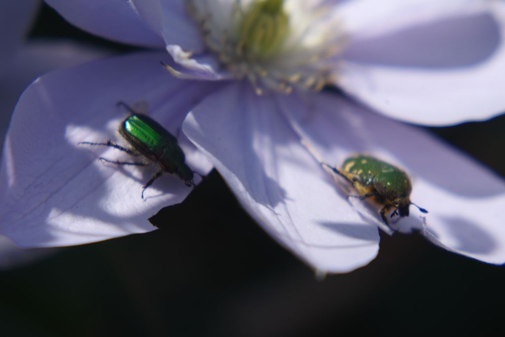 春色　ハナムグリ