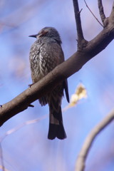 野鳥を探して　ヒヨドリ　Ⅱ