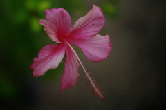 　落日　ハイビスカス