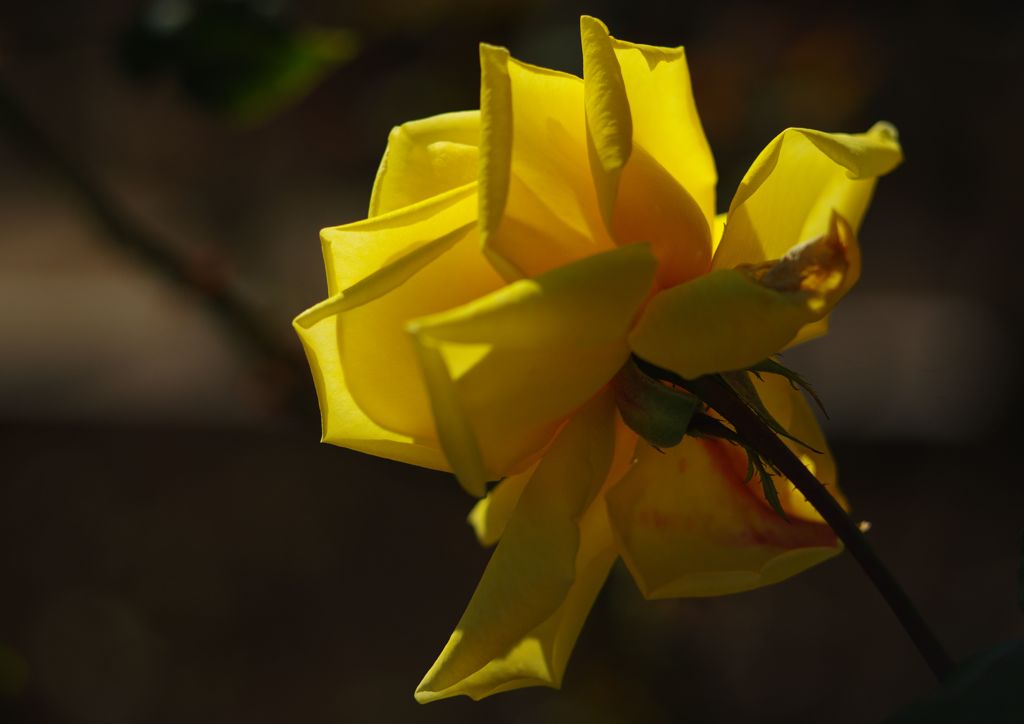 寒露　薔薇　Ⅱ