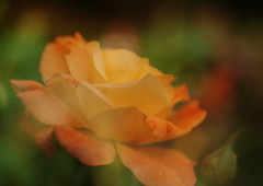 晩夏　バラ　Ⅲ