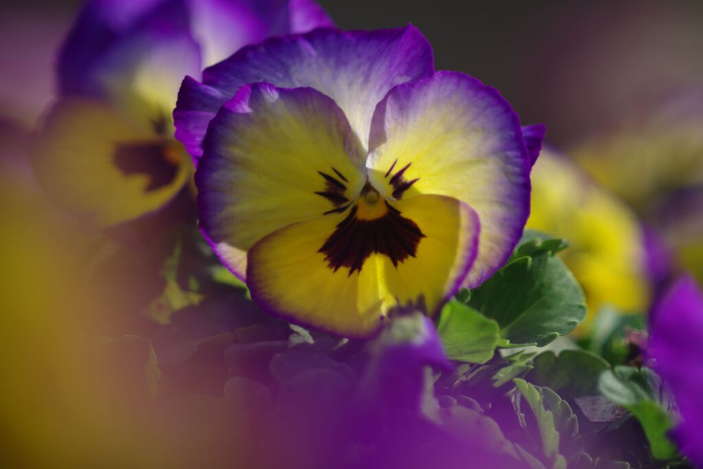 仲春　パンジー　Ⅱ