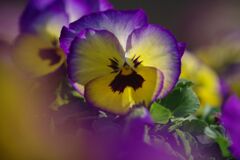 仲春　パンジー　Ⅱ