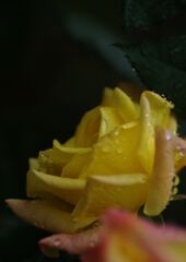 雨上がりの薔薇