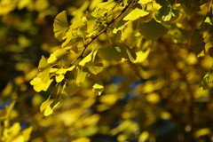 秋を探して　イチョウ