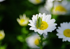 春爛漫　バッタ　Ⅱ