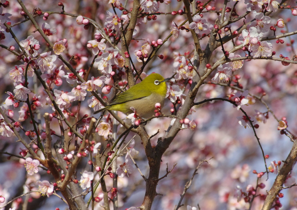 野鳥を探して　メジロ　Ⅲ
