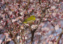 野鳥を探して　メジロ　Ⅲ