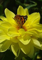 落日　タテハチョウ　Ⅱ