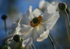 白露　シュメイギク