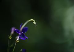 初秋　カリガネソウ